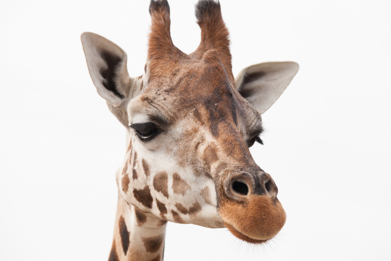 Image - giraffe africa safari animal