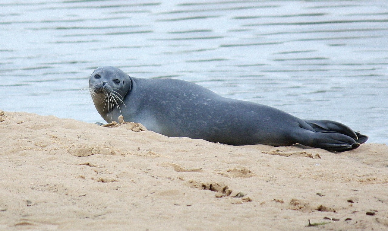 Image - seal beach sea sand ocean mammal