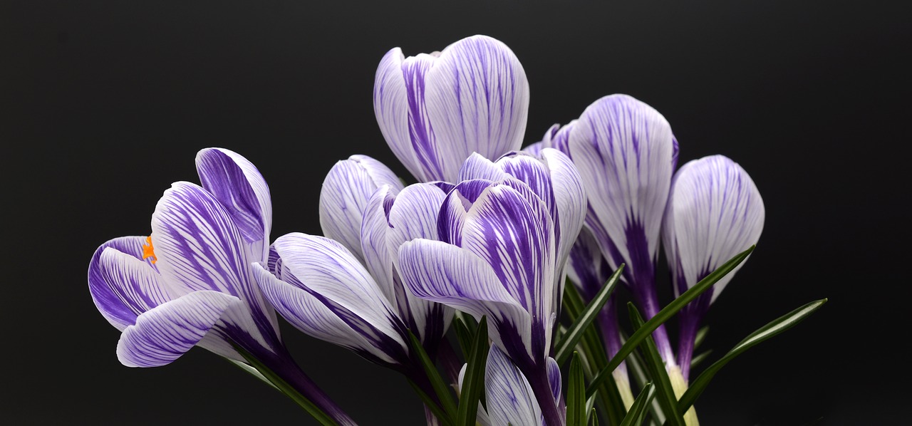Image - crocus flower spring nature