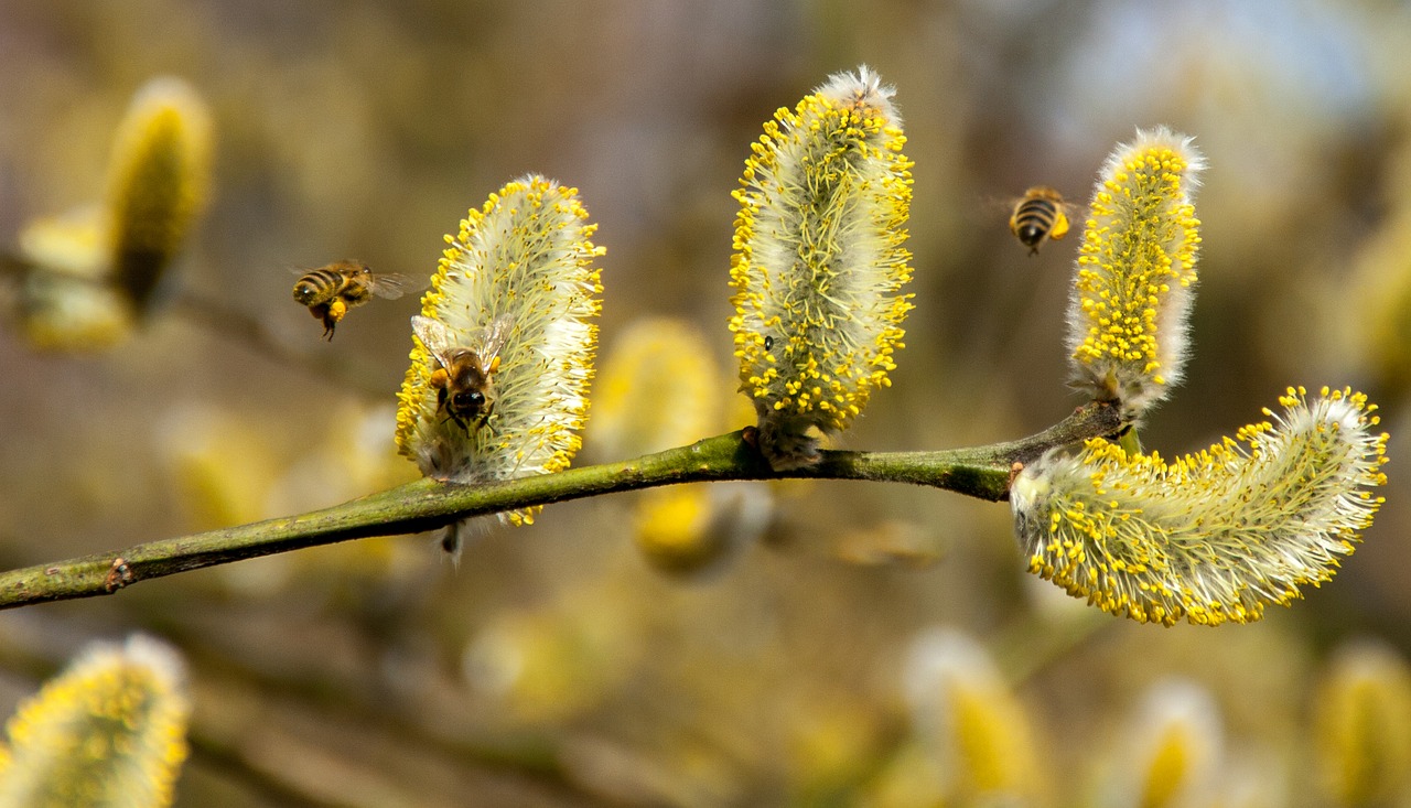 Image - bees pussy willow spring insect
