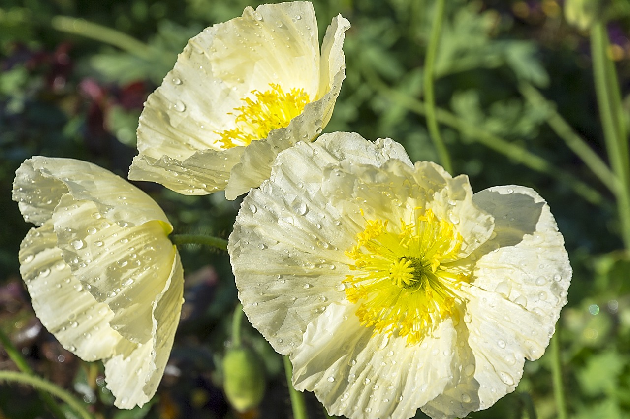 Image - poppy flower garden floral spring