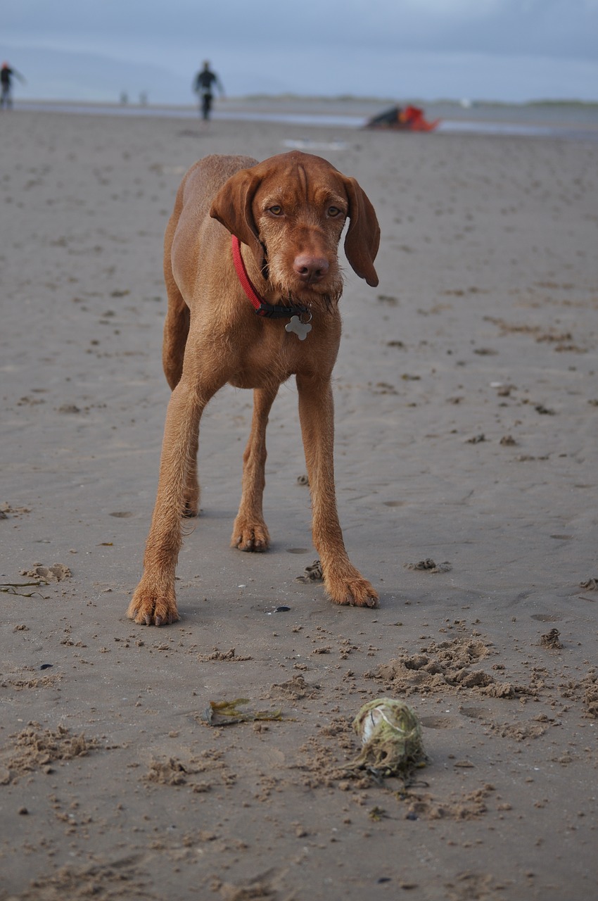 Image - dog animal pet beach sand toy