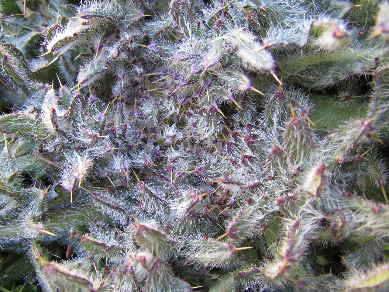 Image - thistle prickly hairy plant
