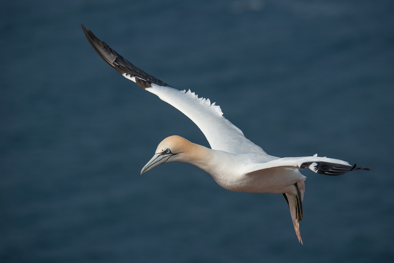Image - northern gannet morus bassanus