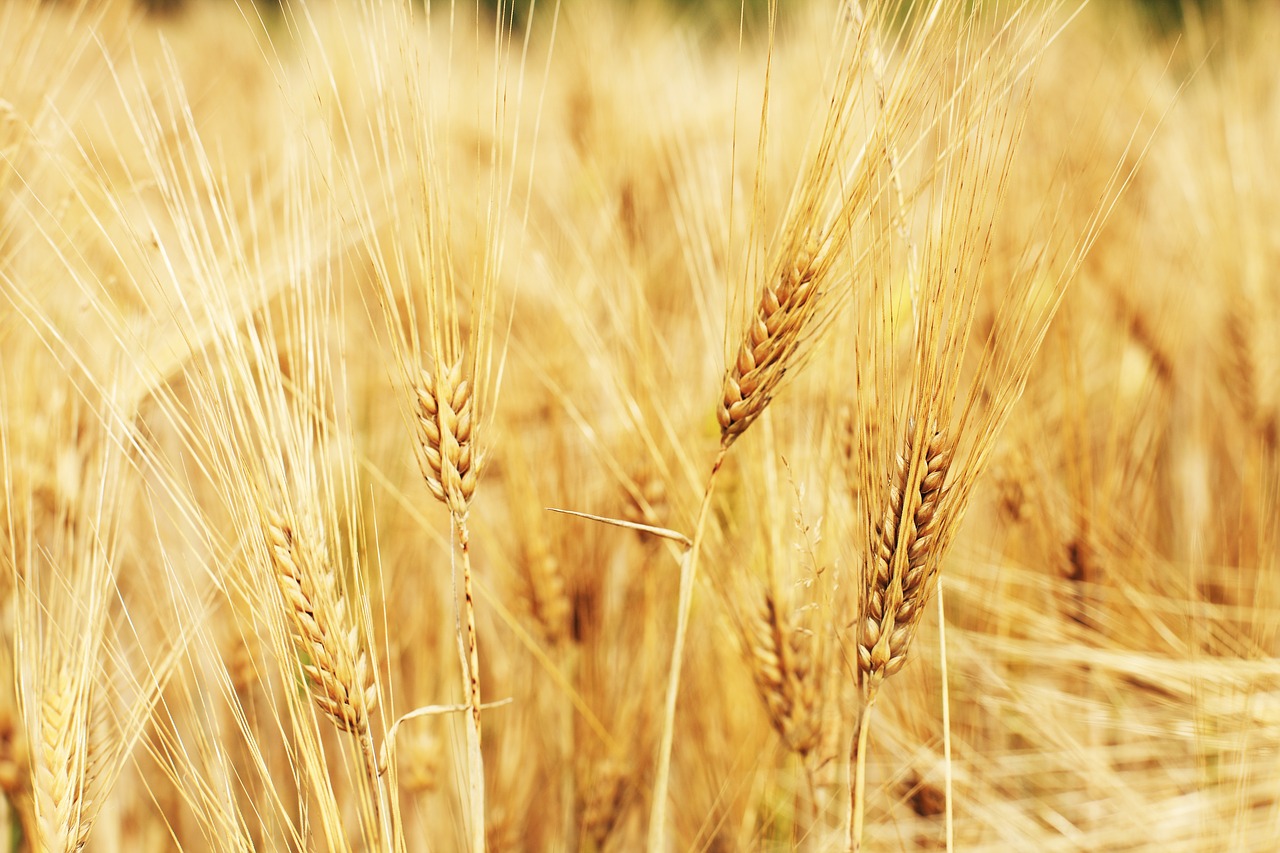 Image - wheat field wheat cornfield cereals