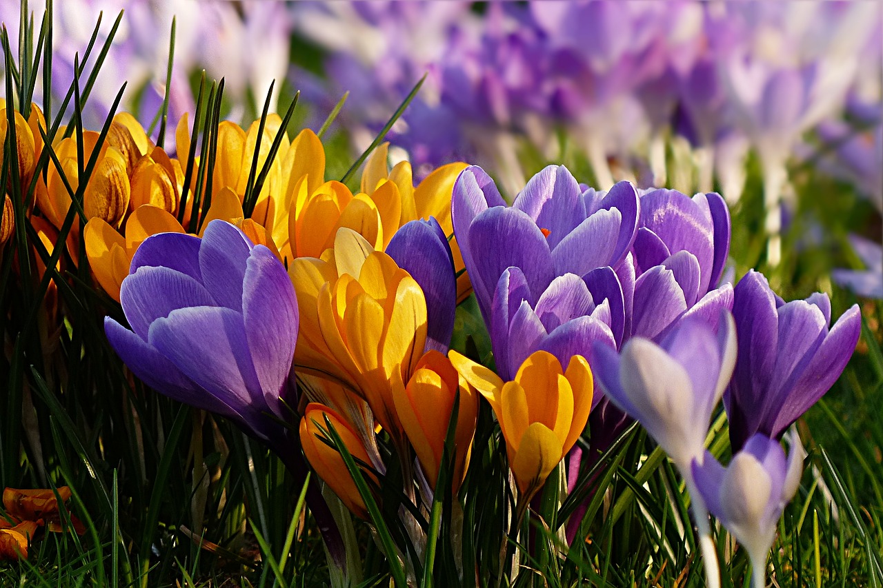 Image - flower crocus violet yellow