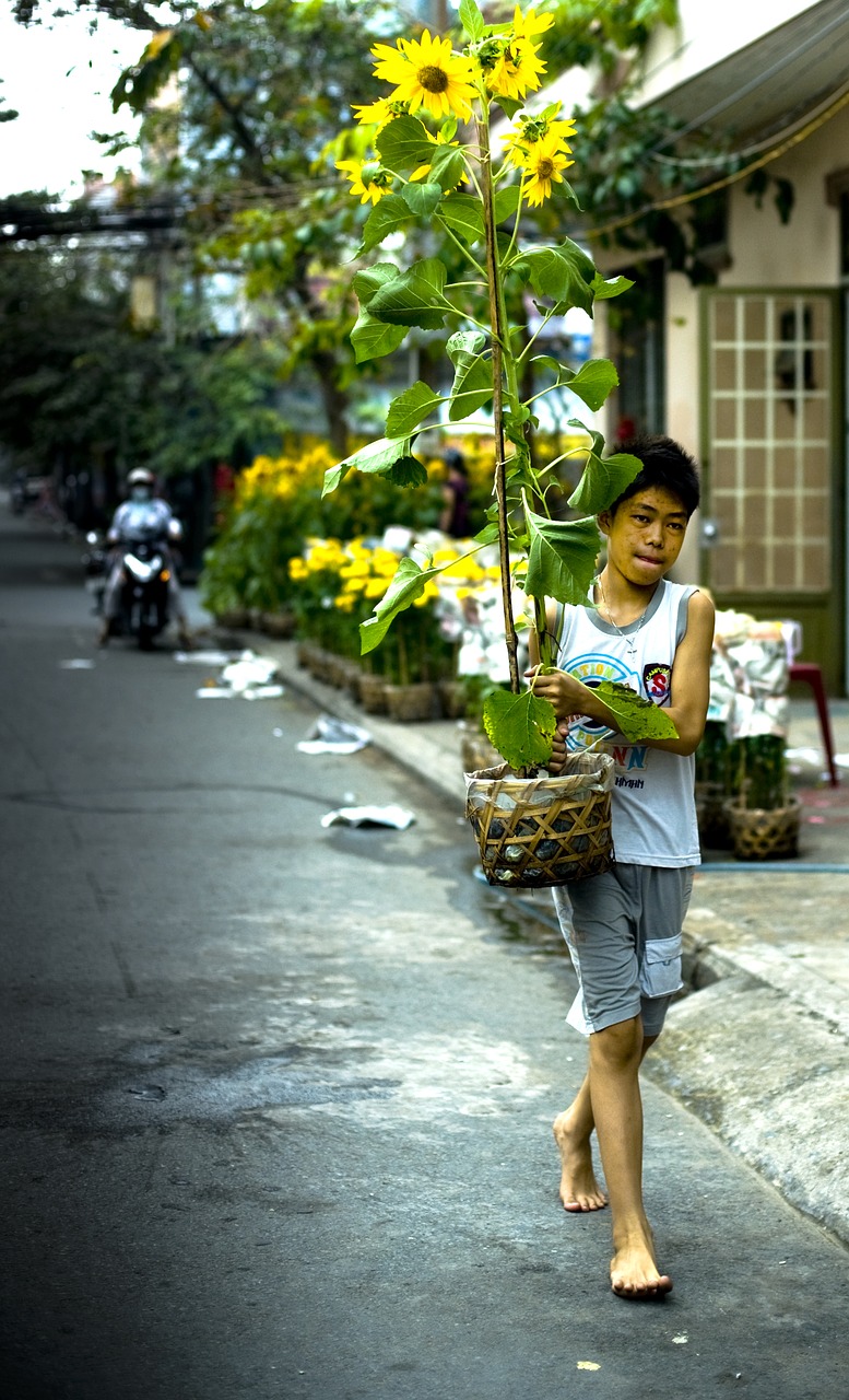 Image - new year flower vietnam