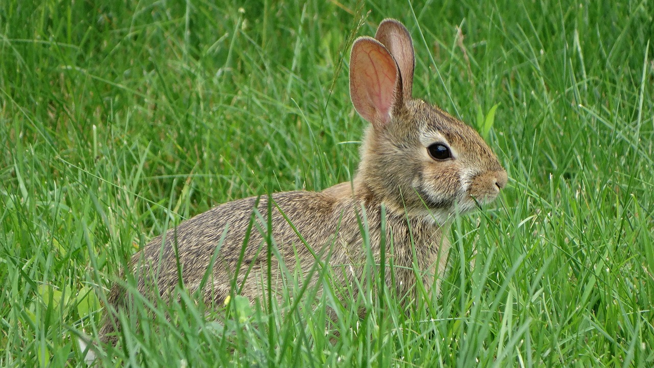 Image - rabbit grass nature animal hare