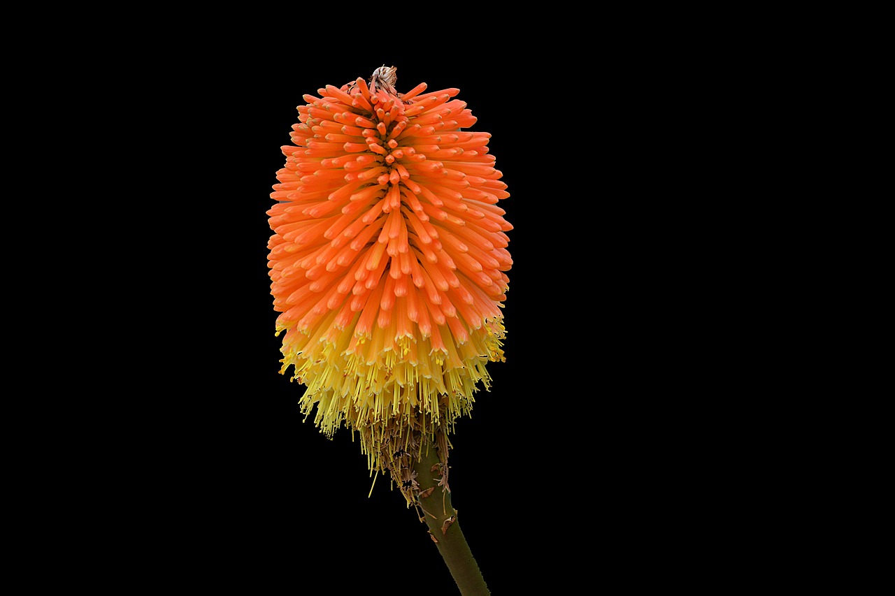 Image - flower tiphofia ember of satan