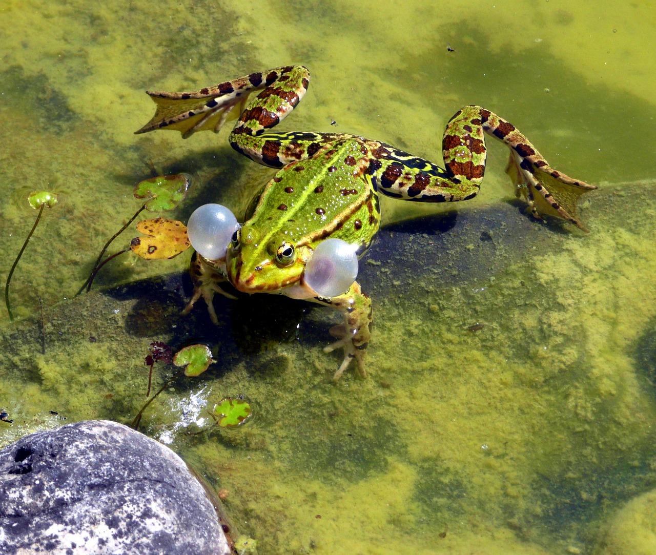 Image - frog mating season spring croaking