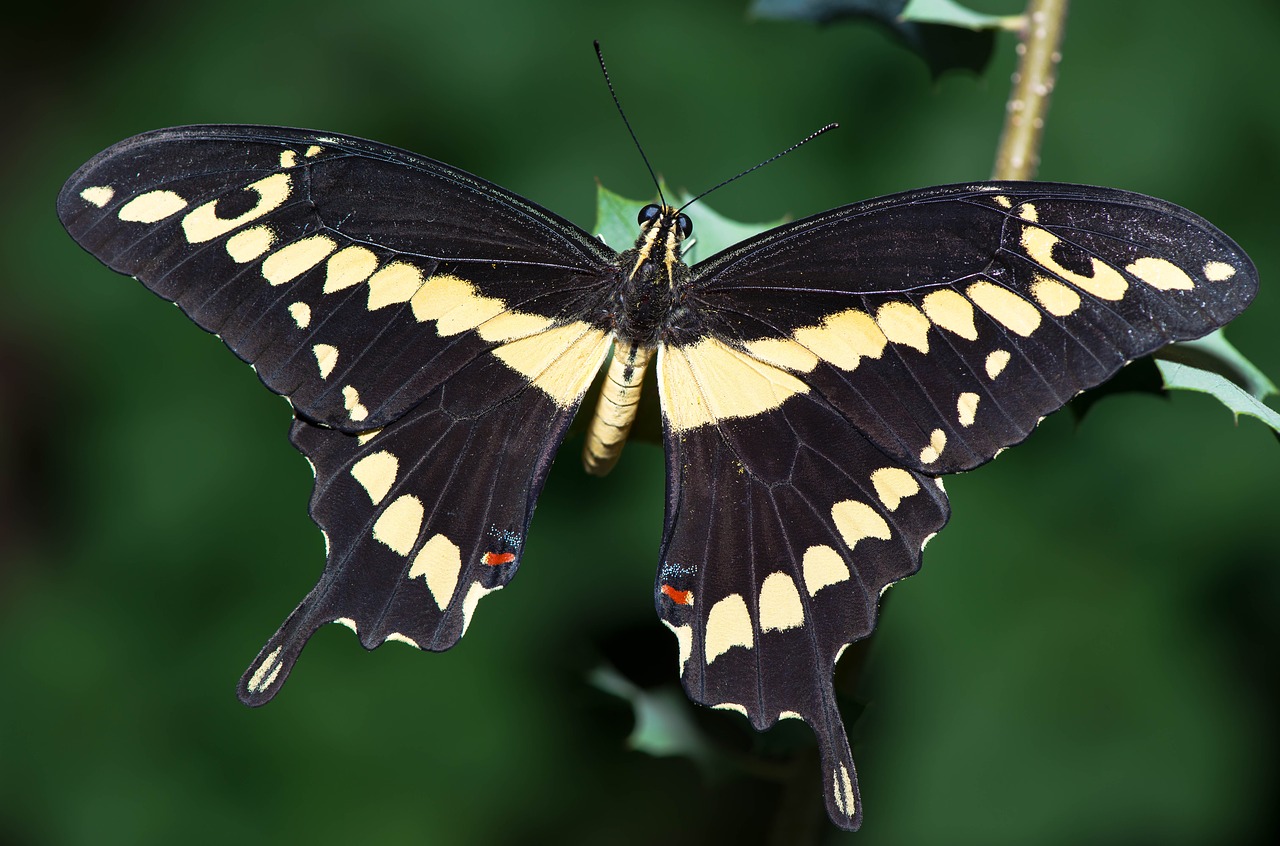 Image - macro butterfly in nature insect