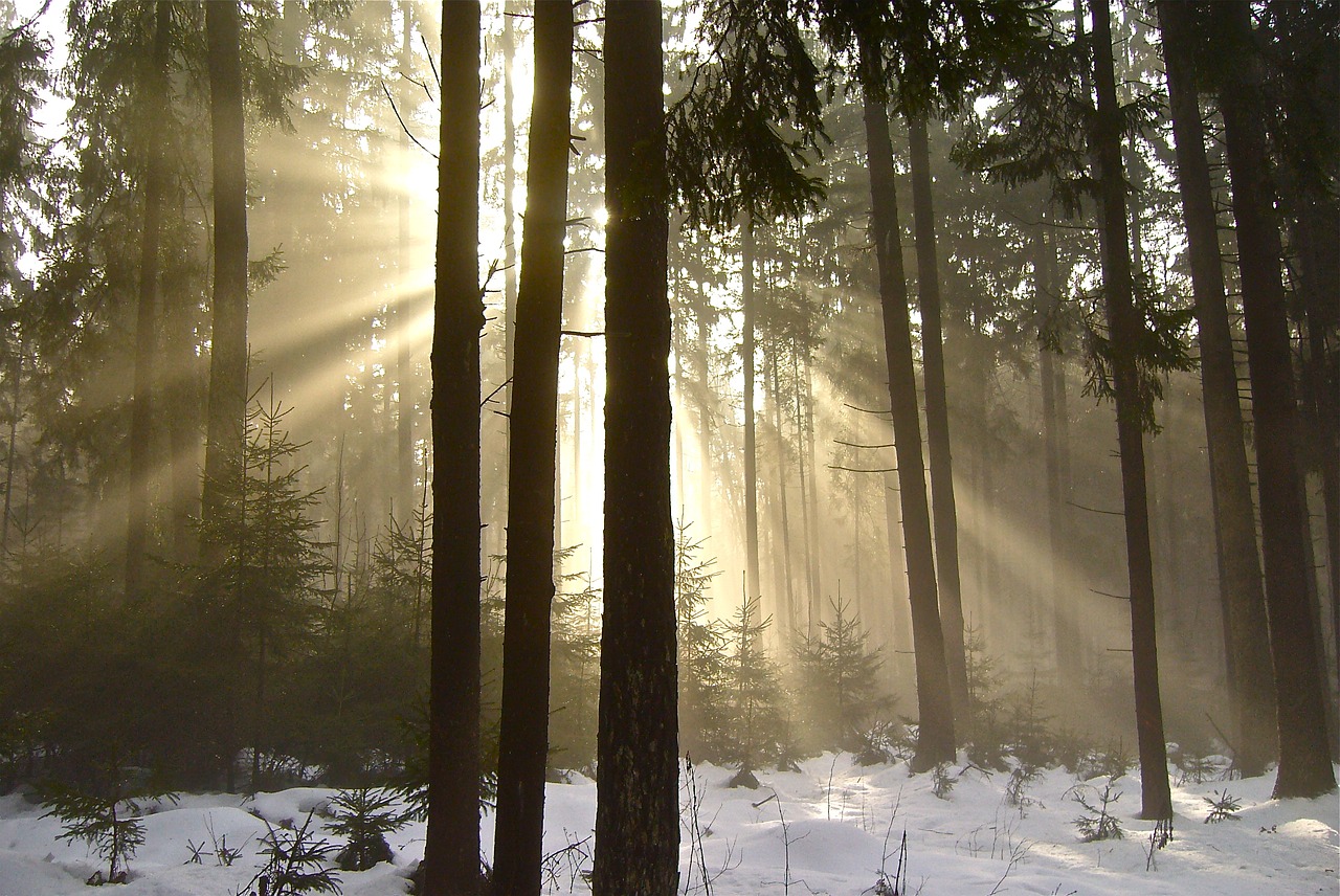 Image - forest fog nature trees mood