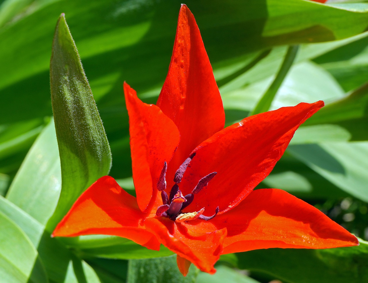 Image - dwarf tulip spring march petals