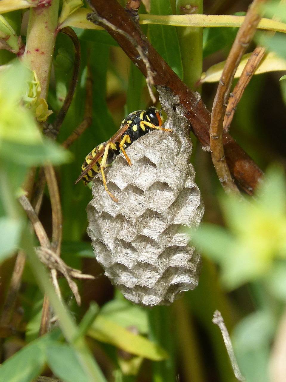 Image - wasp wasps  nest hexagons