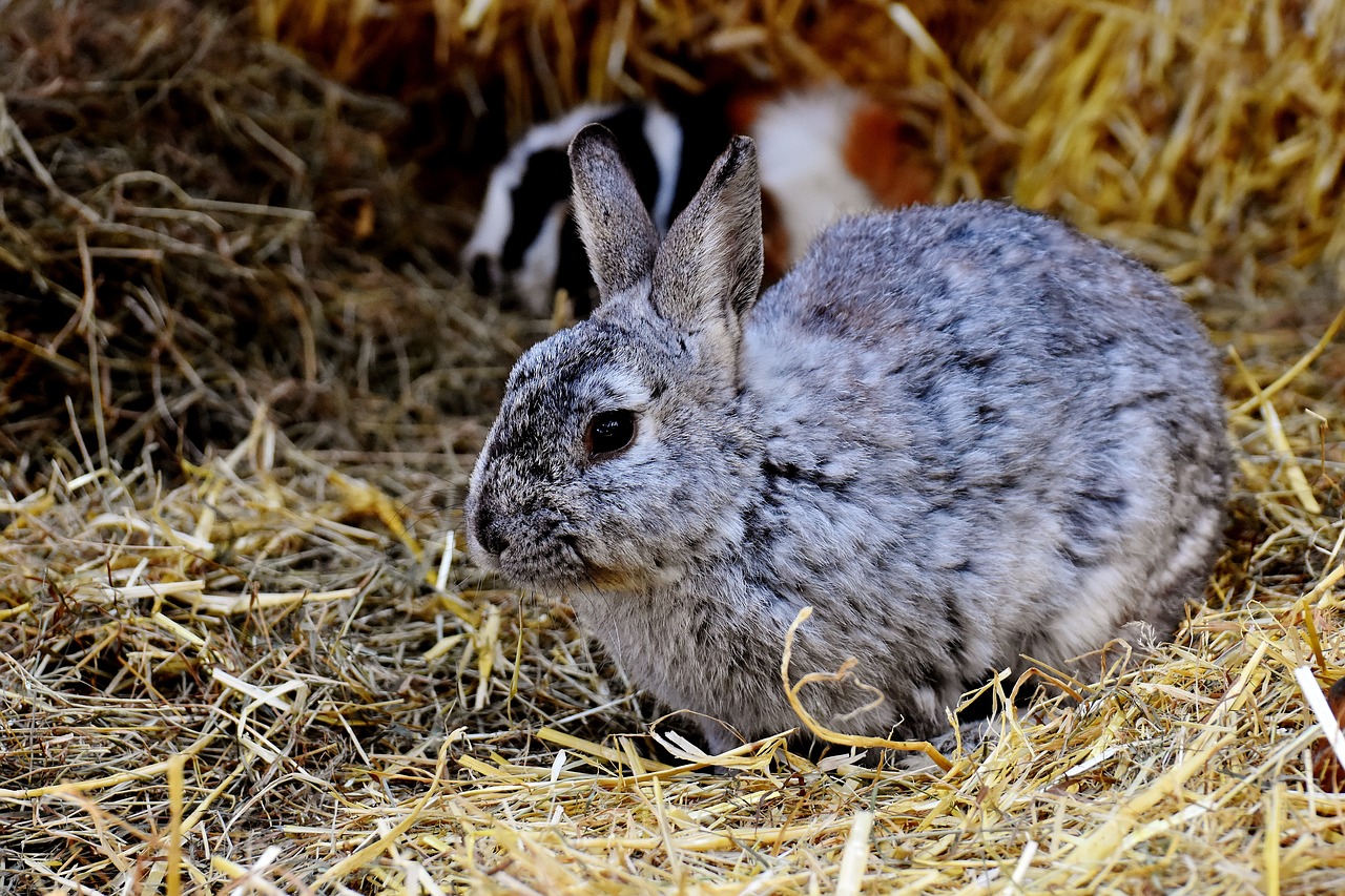 Image - rabbit nager cute hare animal pet