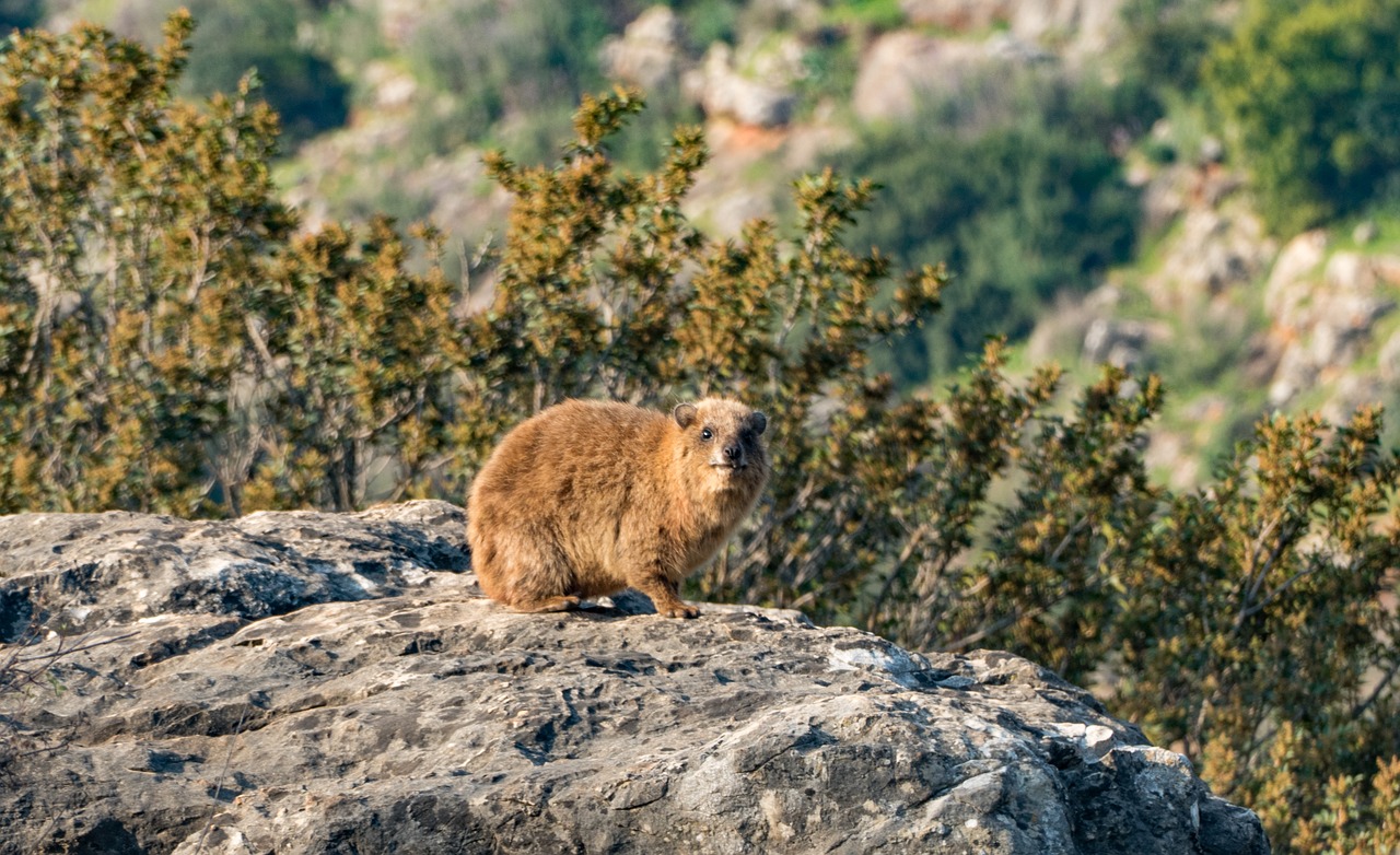 Image - rock hyrax animal nature rock