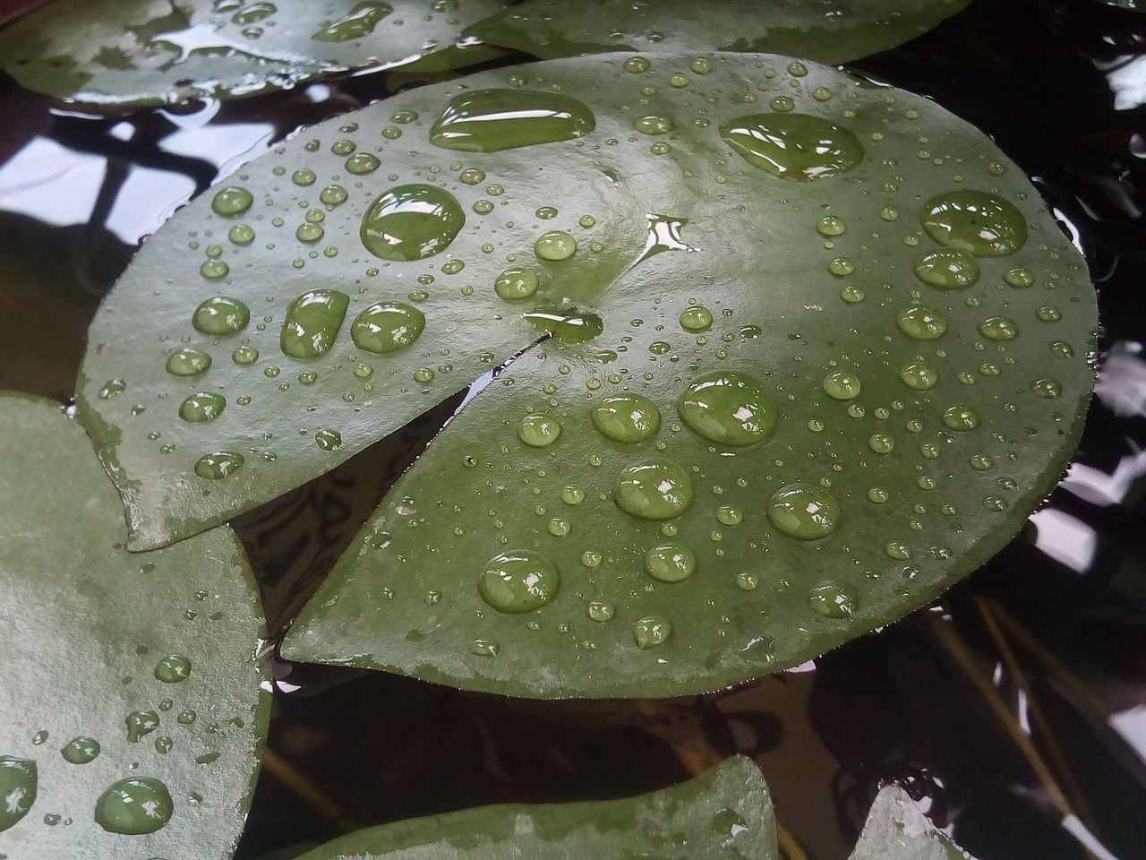 Image - lotus leaf drops of water