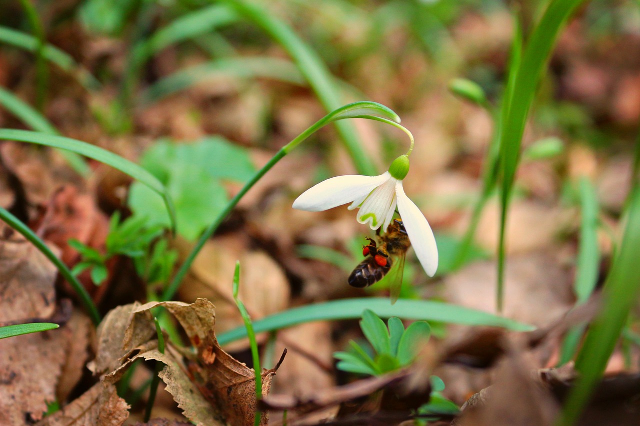 Image - snowdrop bee plant spring nectar