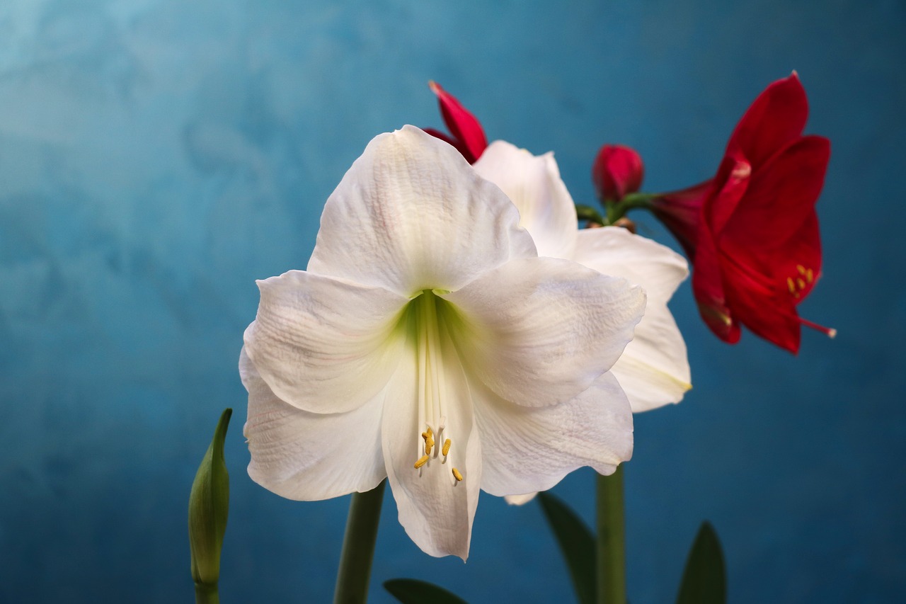 Image - amaryllis white red flower