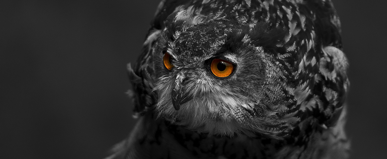 Image - eagle owl bird eyes feather