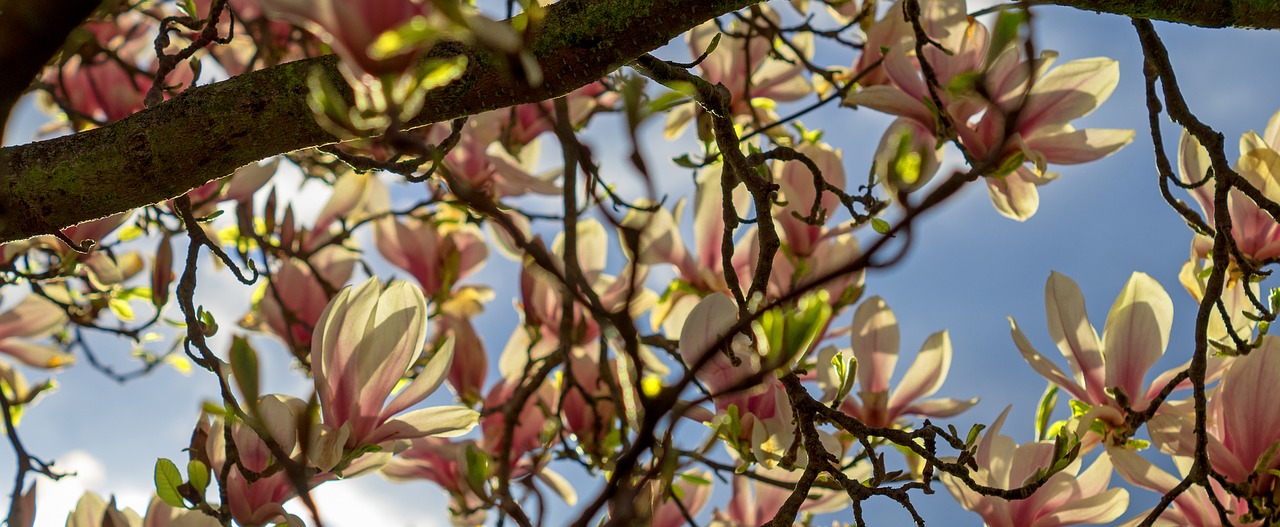 Image - magnolia tree blossom flower
