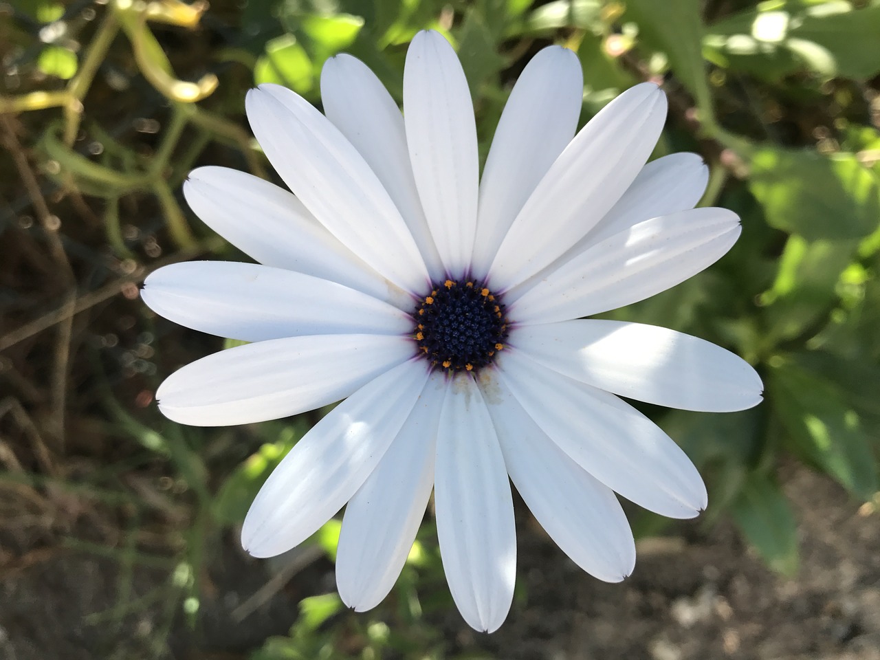 Image - spring daisy flower nature plant