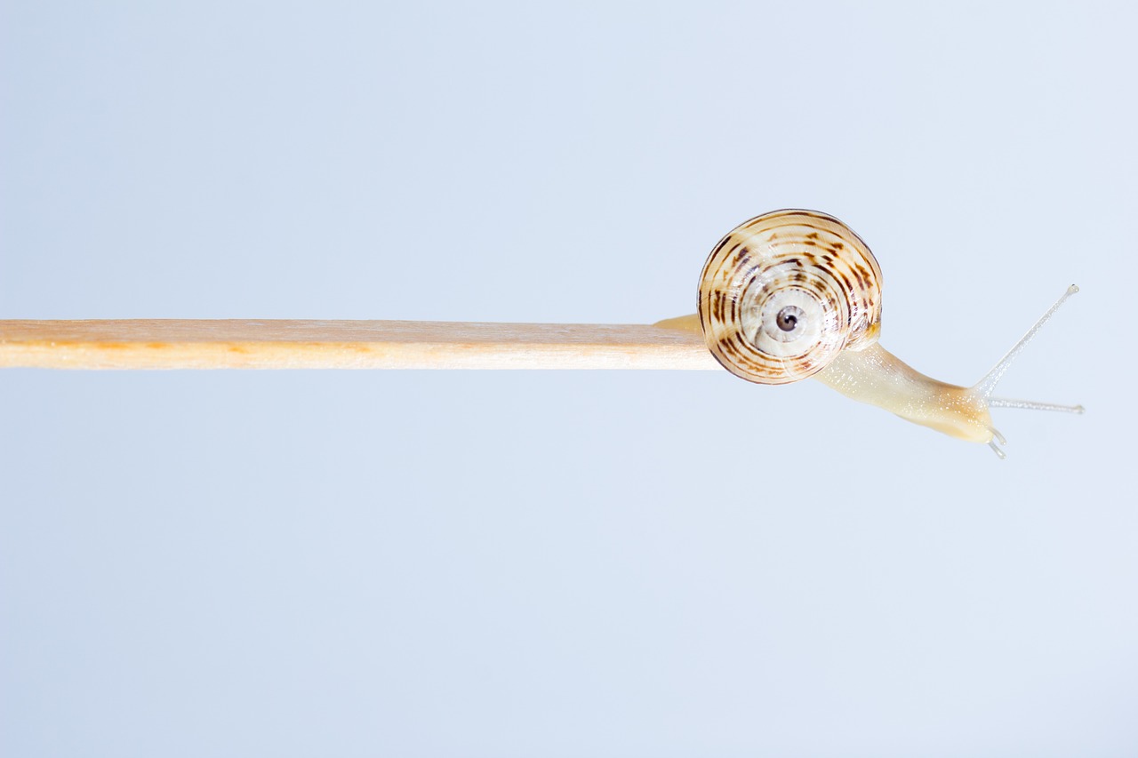 Image - snail molluscum gastropod shell