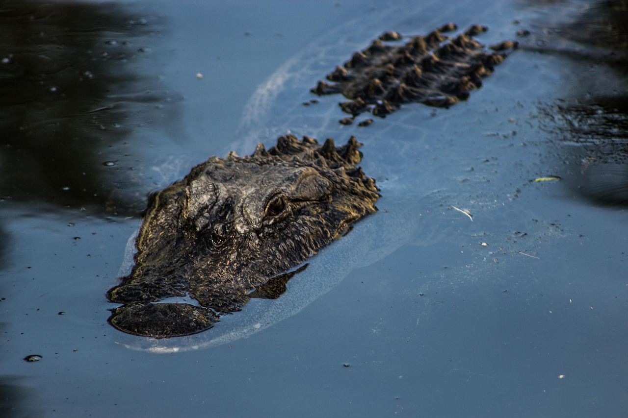 Image - alligator reptile animal wildlife