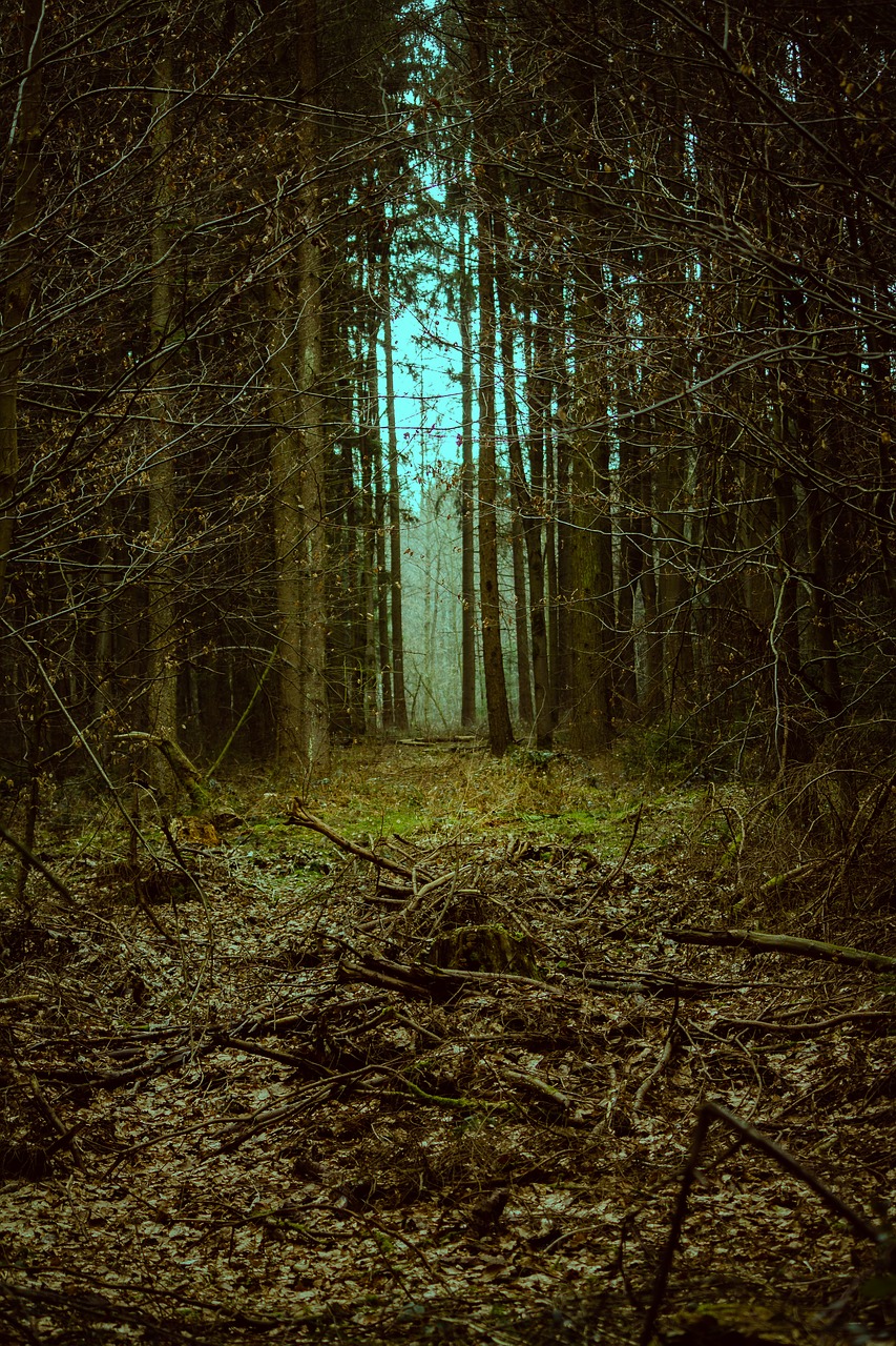 Image - forest goal landscape mystical