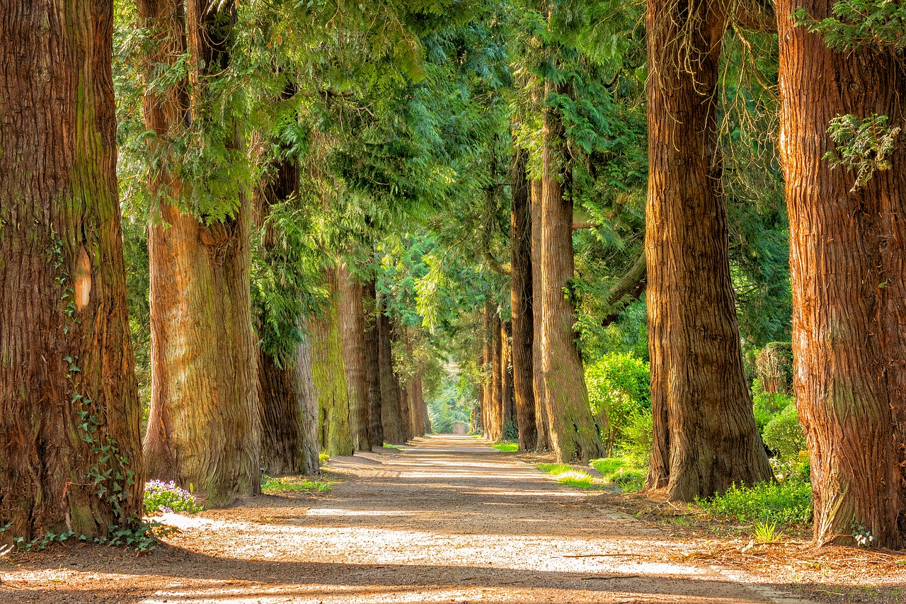 Image - avenue trees away walk green