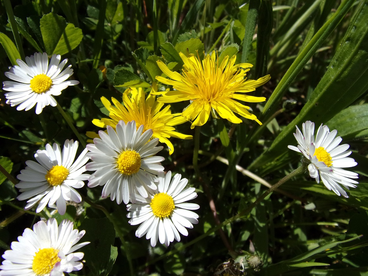 Image - daisy dandelion flower spring
