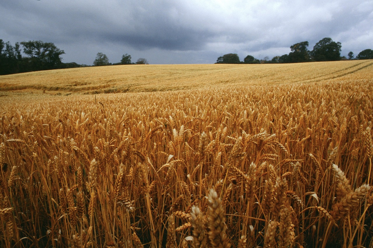 Image - danemark corn landscape