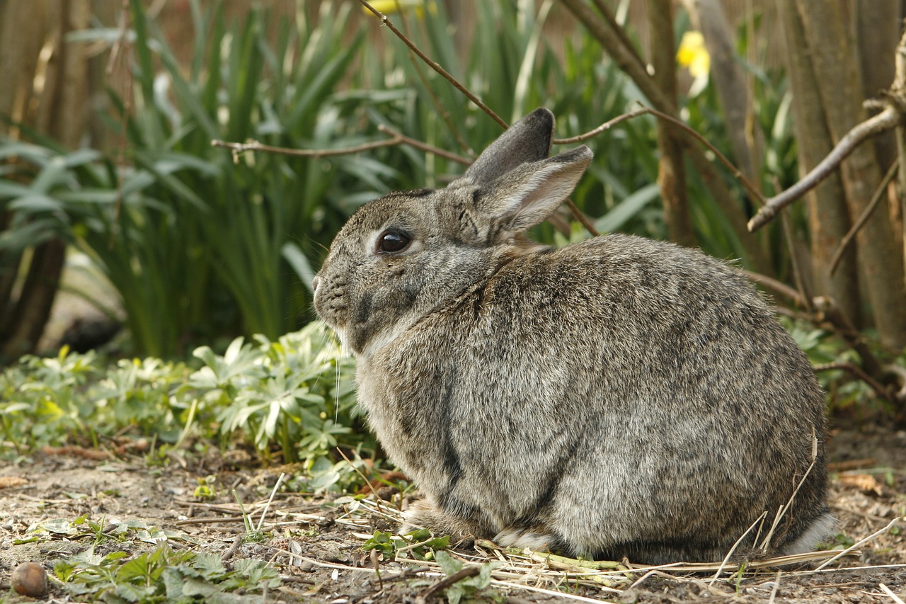 Image - rabbit bunny pet animal cut