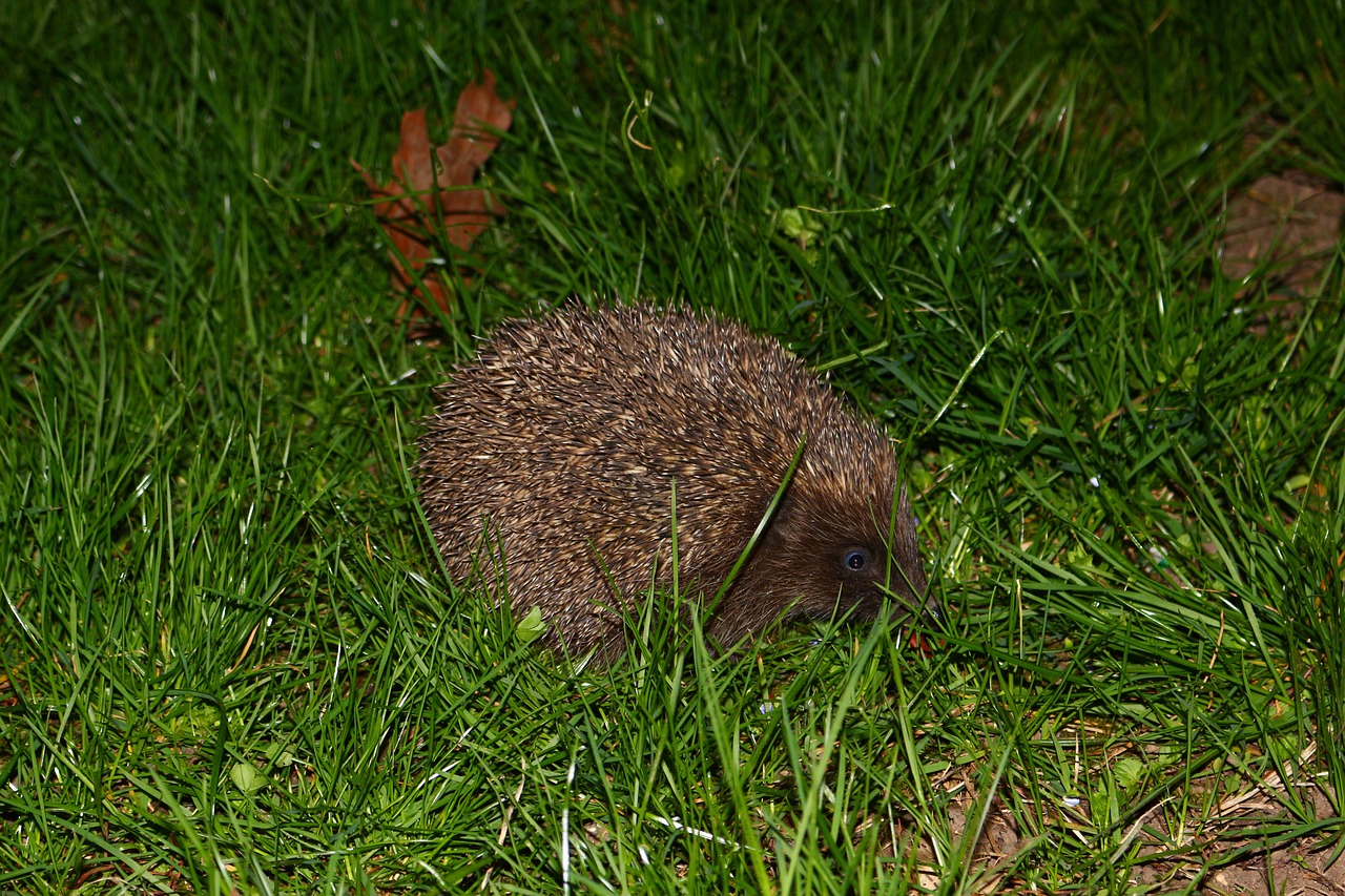 Image - hedgehog grass nature wildlife