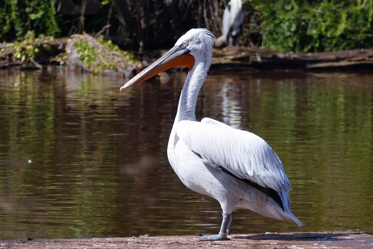 Image - bird pelican animal nature