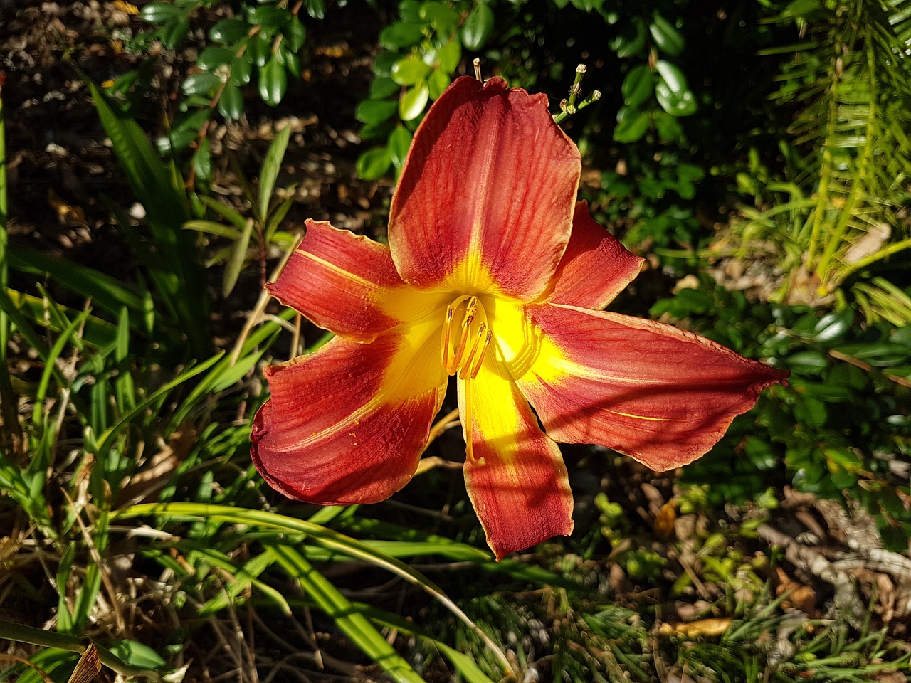 Image - flower day lilly beautiful plant
