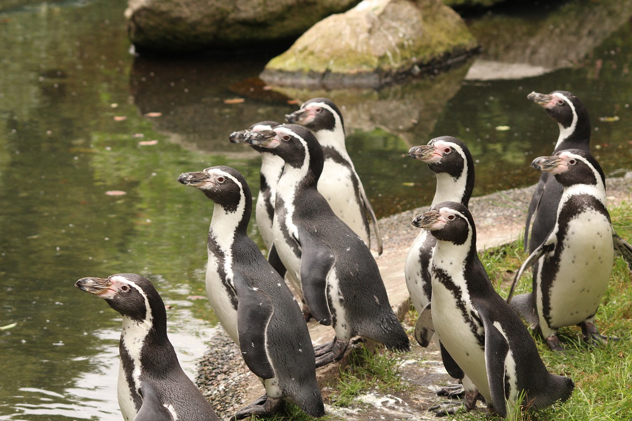 Image - penguin bird zoo cute water
