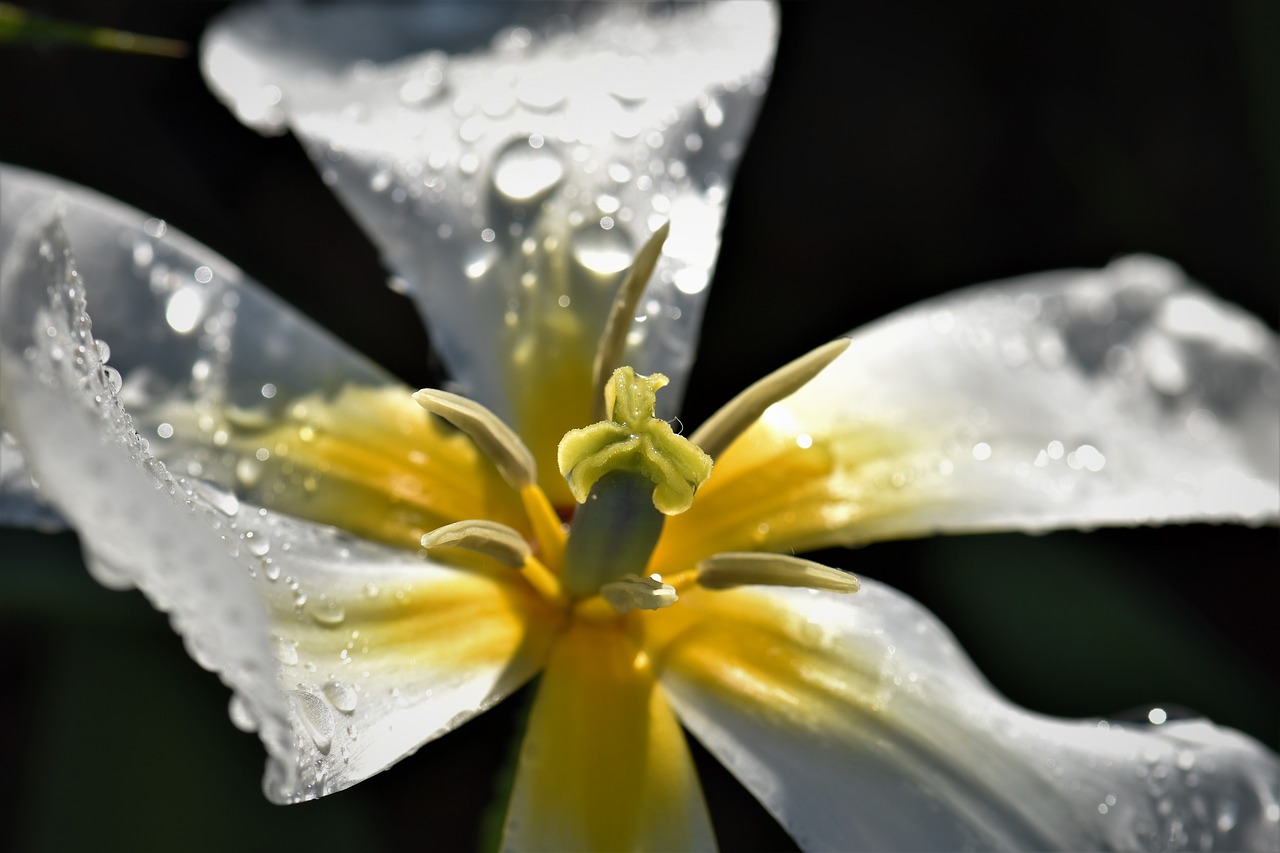 Image - tulip flower bloom drop of water