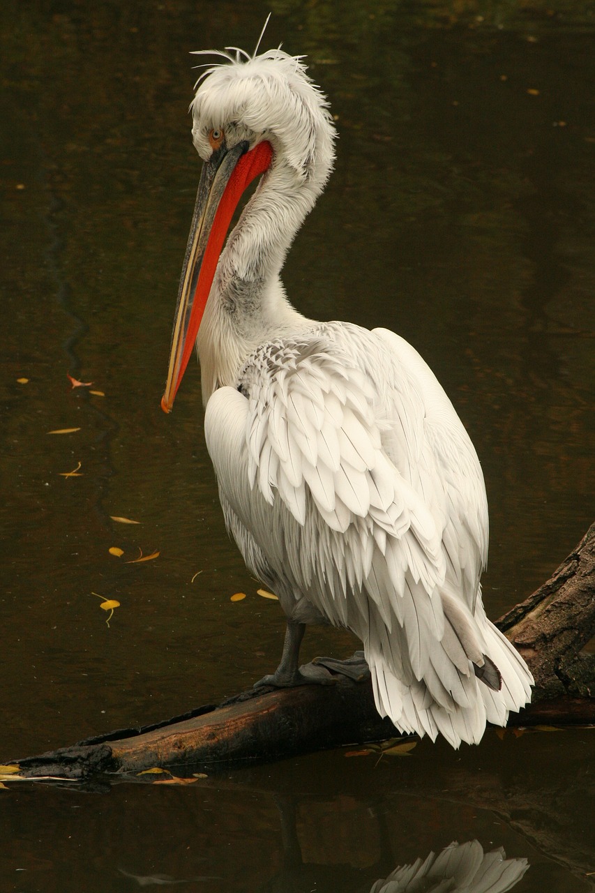 Image - pelican zoo animal waterfowl bird