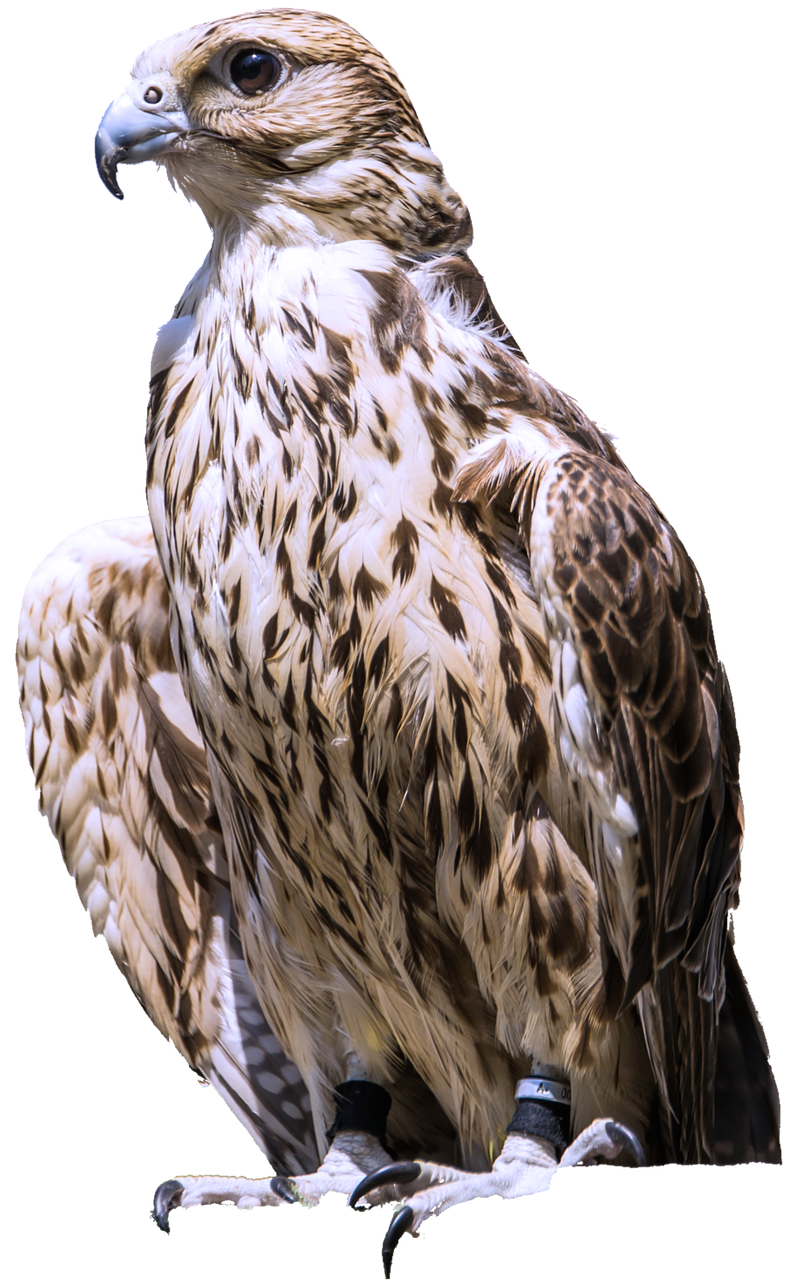 Image - isolated raptor bird of prey fly