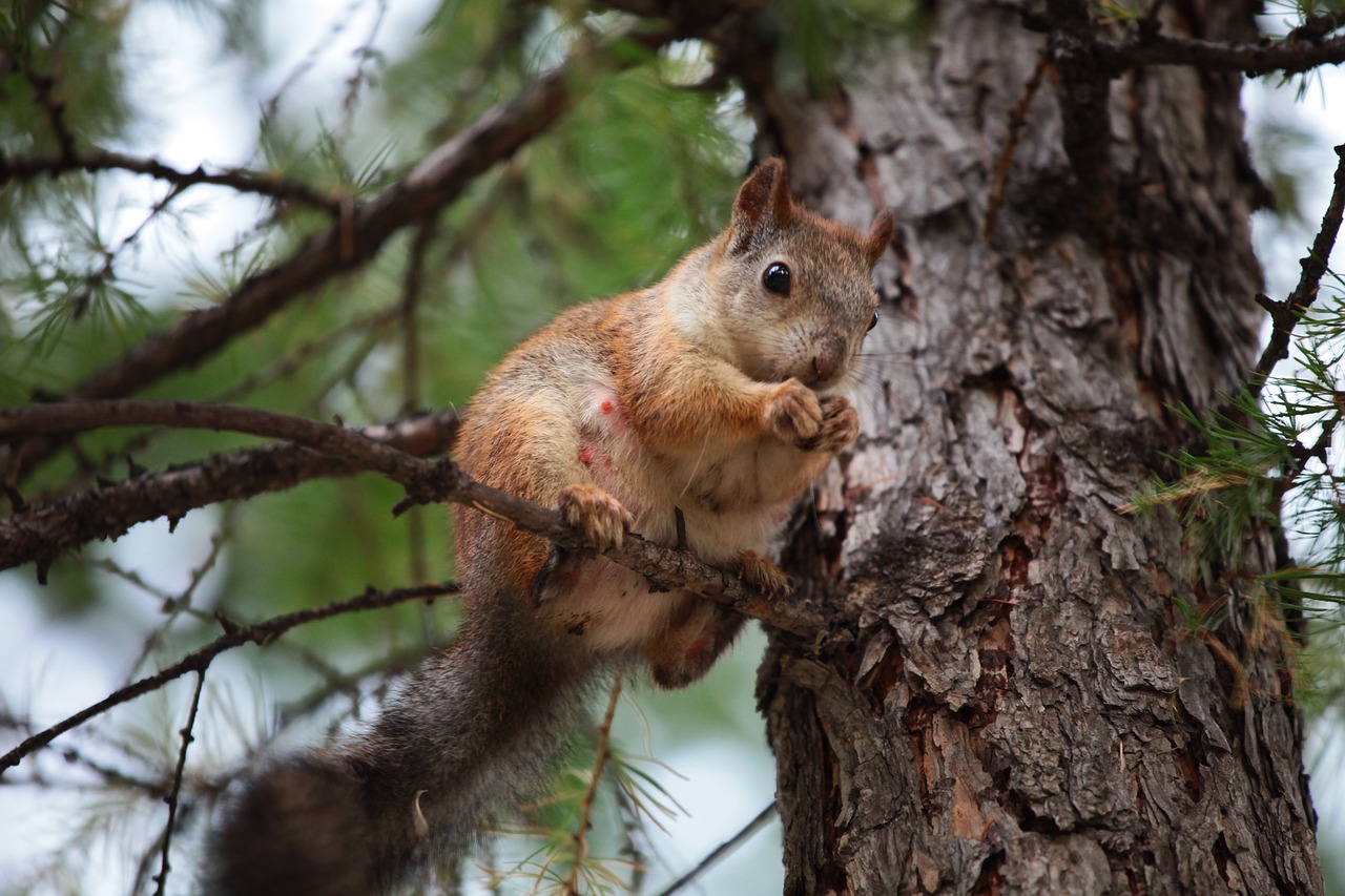 Image - squirrel nature animals park tree