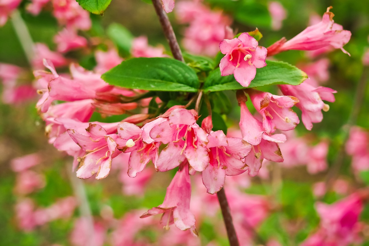 Image - weigelien blossom bloom bi color