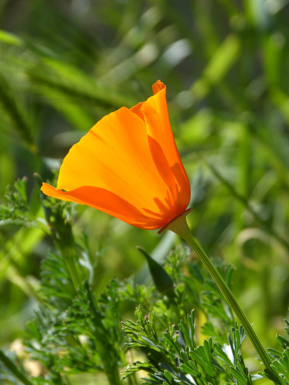 Image - california poppy orange flower