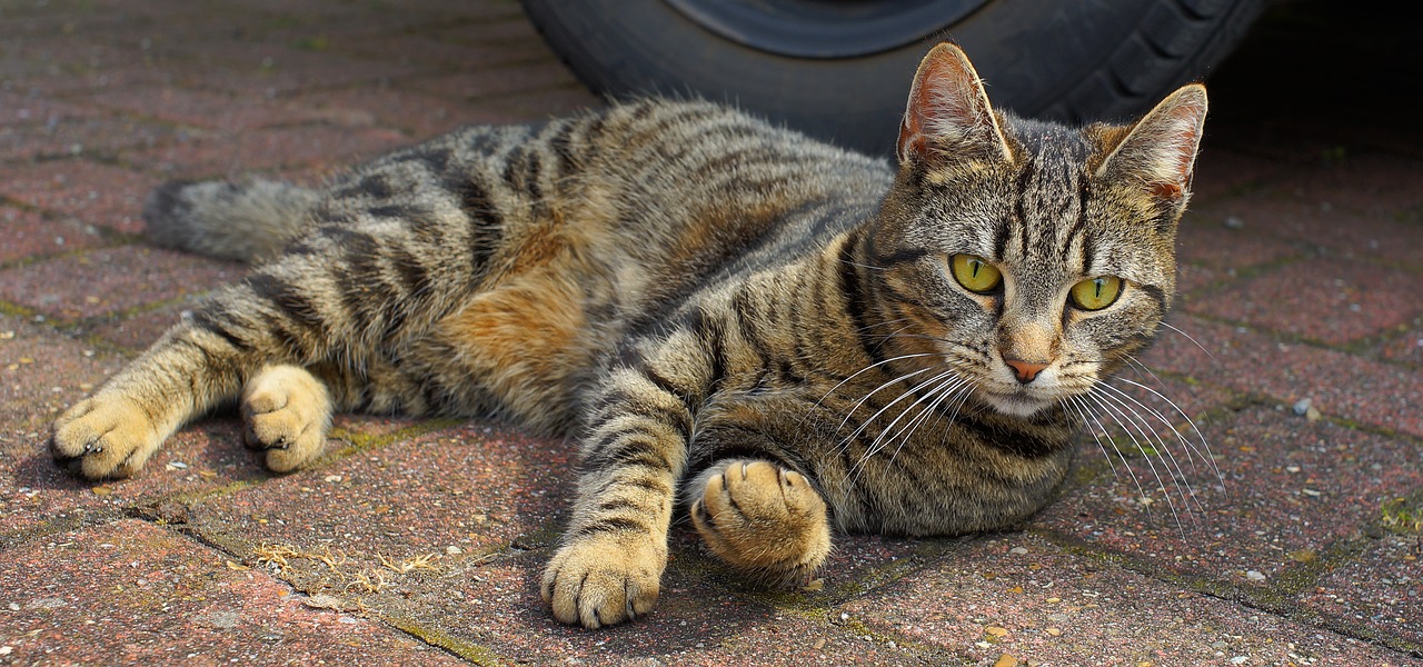 Image - cat domestic cat female pet
