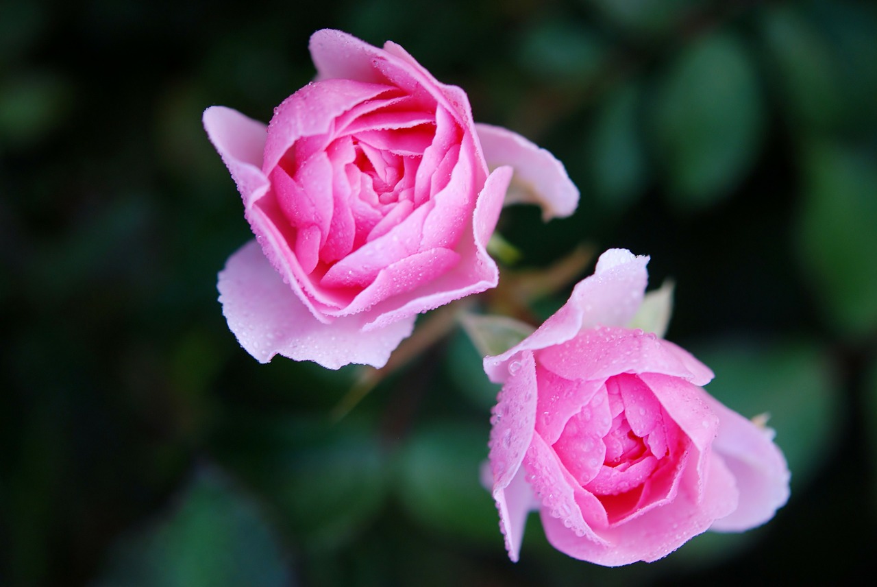Image - roses flower nature macro pink