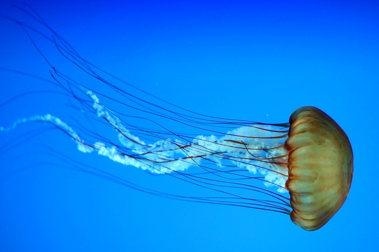 Image - jellyfish marine aquatic underwater