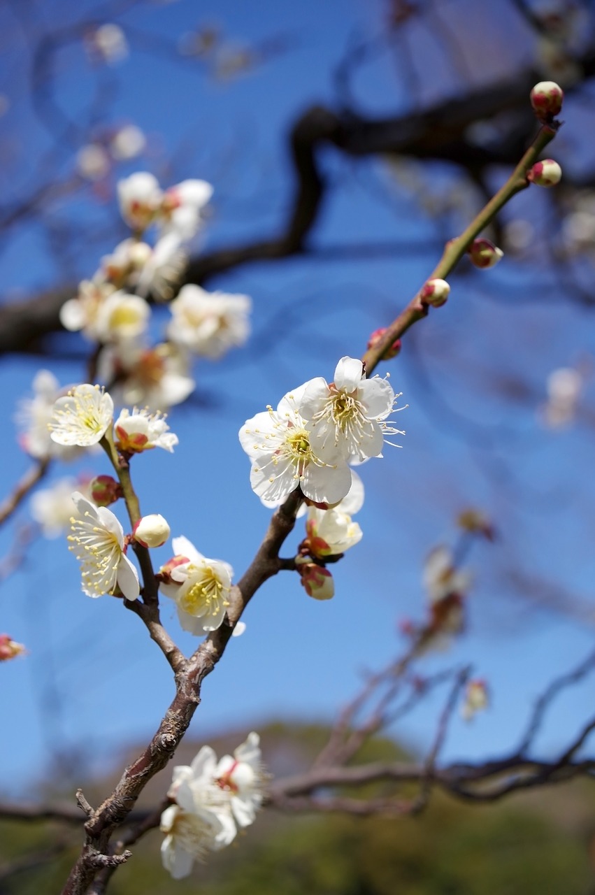 Image - plum plant flowers arboretum