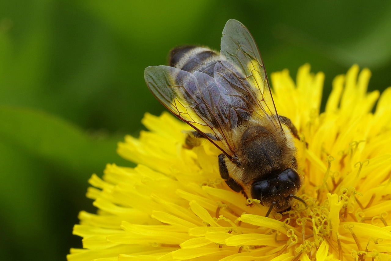 Image - bee flower yellow nuns