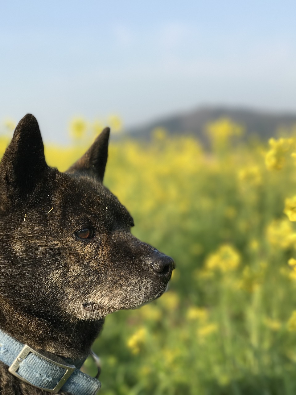 Image - 甲斐犬 7 year old rape blossoms