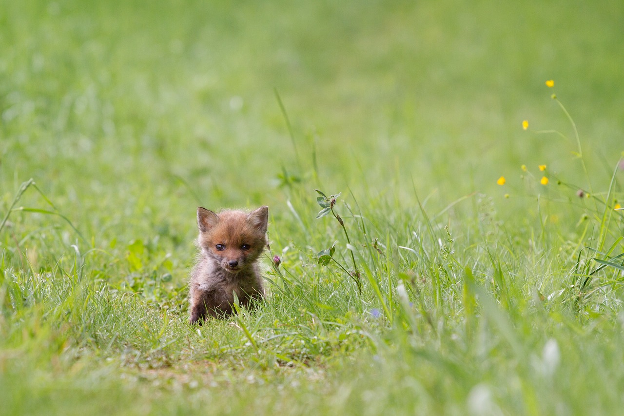 Image - fuchs young fox wild animal